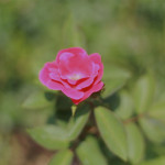 Rose gardens provide comfort for patients families at Hospice of Dayton