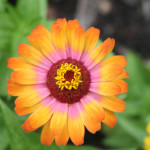 Colorful gardens line the campus of Dayton's Hospice House.