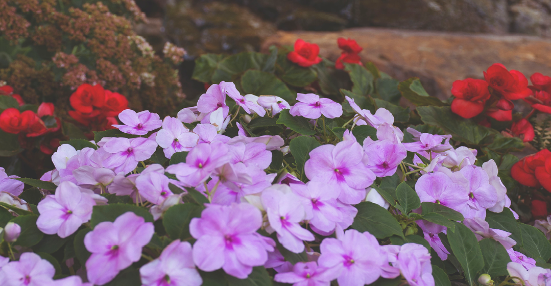 ADOPT-A-GARDEN At Hospice Of Dayton