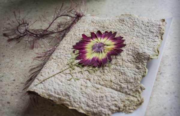 Memory Seed Cards Create Seasonal Memorials